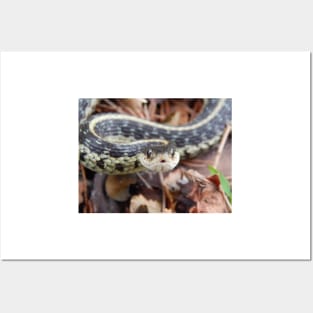 Garter Snake Posters and Art